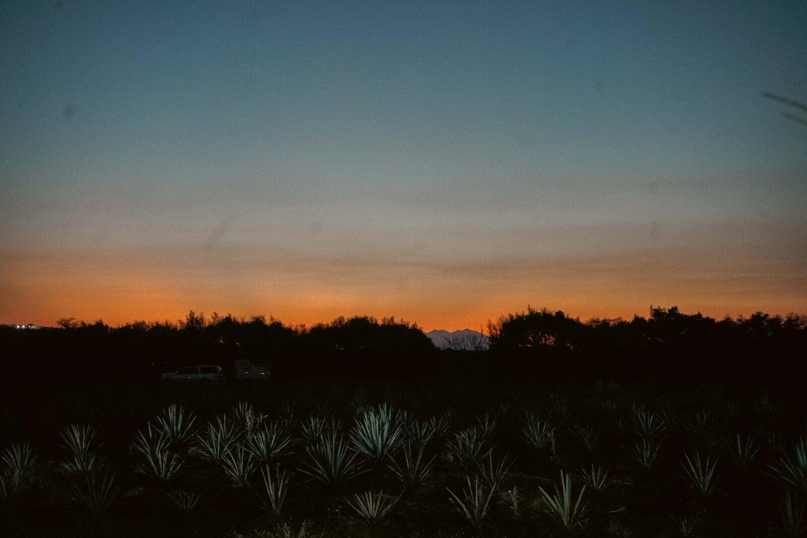 Festival, Cine & Tequila